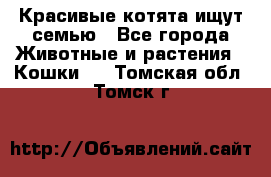 Красивые котята ищут семью - Все города Животные и растения » Кошки   . Томская обл.,Томск г.